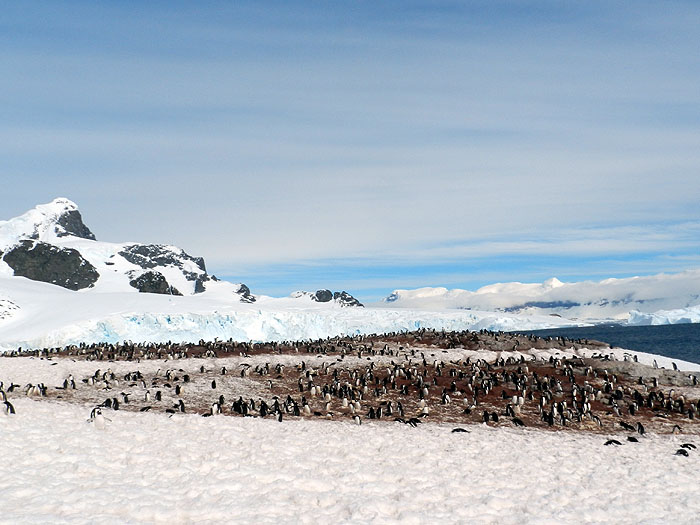 AQ1113LN1961_antarctic-peninsula-cuerville-bay-gentoo-penguins.jpg [&copy; Last Frontiers Ltd]