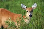Marsh deer