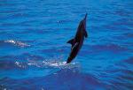 Image: Spinner dolphin - Fernando de Noronha
