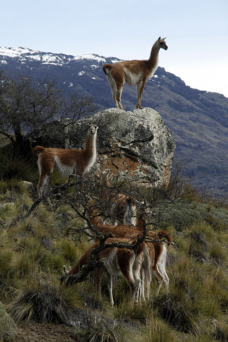 CL0909EM461_patagonia-park.jpg [&copy; Last Frontiers Ltd]