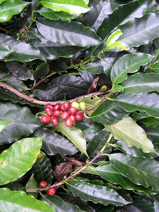 CO0406SF028_coffeepark.jpg [&copy; Last Frontiers Ltd]