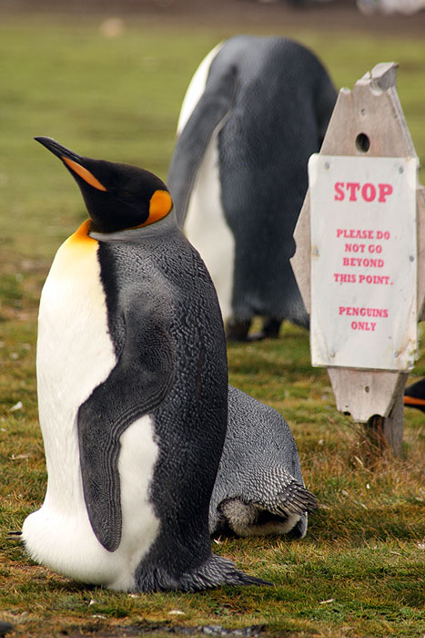 FK0310LD0719_volunteer-point-king-penguins.jpg [&copy; Last Frontiers Ltd]