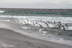 Image: Sea Lion Island - East Falkland
