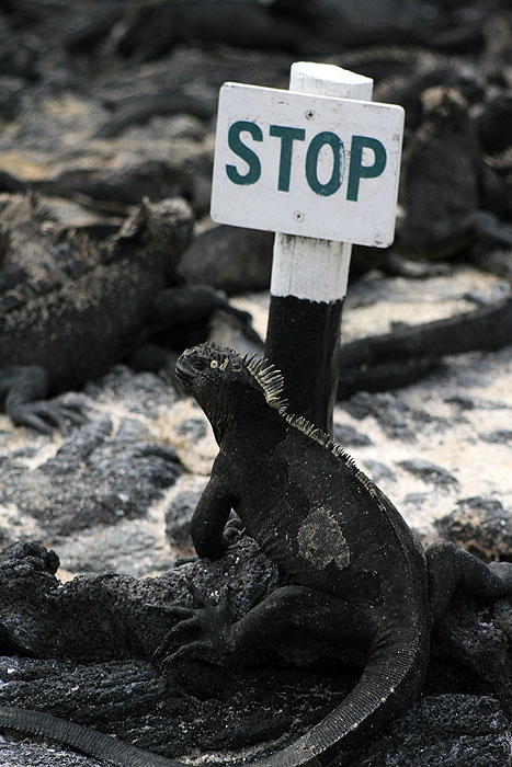 GP0608ED282_fernandina-marine-iguana.jpg [&copy; Last Frontiers Ltd]