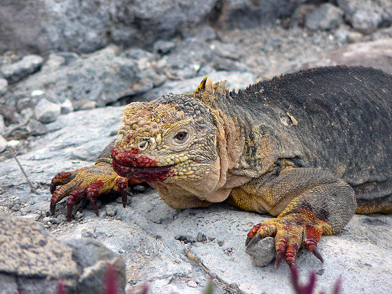 GP0917NL0378_plazas-land-iguana.jpg [&copy; Last Frontiers Ltd]