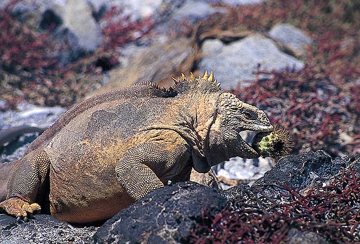 GP1096EPB26_land_iguana.jpg [© Last Frontiers Ltd]