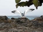 Image: Plaza Sur - The uninhabited islands
