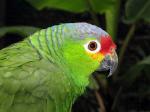 Image: Copn Bird Park - Copn and the West