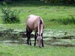 Image: Ometepe - Granada and Ometepe