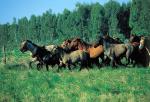 Image: Horses - Inland and the North